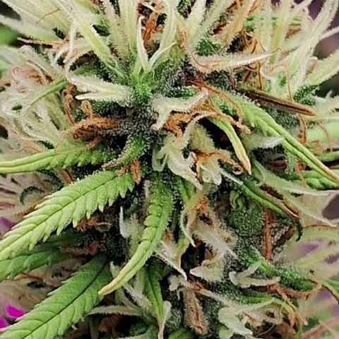 Gaia growlog photo: 6a semana de Flora.  Poda folhas . Rega com chorume 450ppm + melesso 2g/l + blueheaven 1ml/l + B52 + 1ml/l + Chripton ( leonardita corrigindo ph 6.7) ( 785ppm total ) 