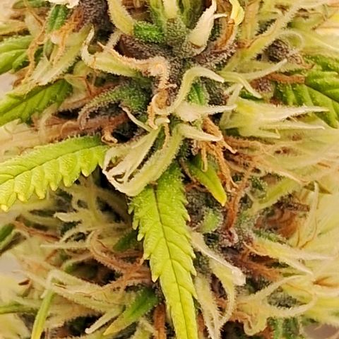 Gaia growlog photo: 6a semana de Flora.  Poda folhas . Rega com chorume 450ppm + melesso 2g/l + blueheaven 1ml/l + B52 + 1ml/l + Chripton ( leonardita corrigindo ph 6.7) ( 785ppm total ) 