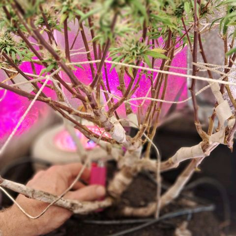 Gaia growlog photo: Buds engordando , triclomas mais aparentes , muitos transparentes ainda, poucos leitosos 