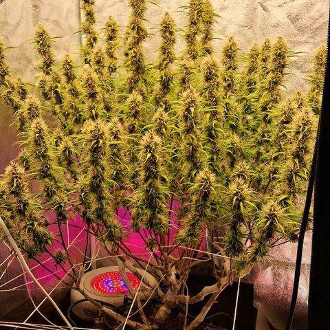Gaia growlog photo: Buds engordando , triclomas mais aparentes , muitos transparentes ainda, poucos leitosos 