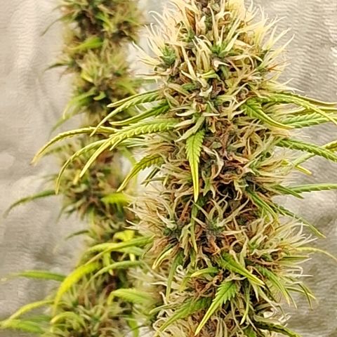 Gaia growlog photo: Buds começaram a engordar , rega complementar com : chorume composteira , B52, melasso 3g/litro : ec 850 ppm 