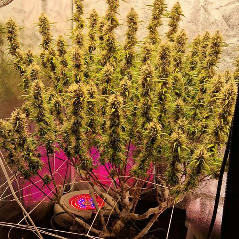 Gaia growlog photo: Buds começaram a engordar , rega complementar com : chorume composteira , B52, melasso 3g/litro : ec 850 ppm 
