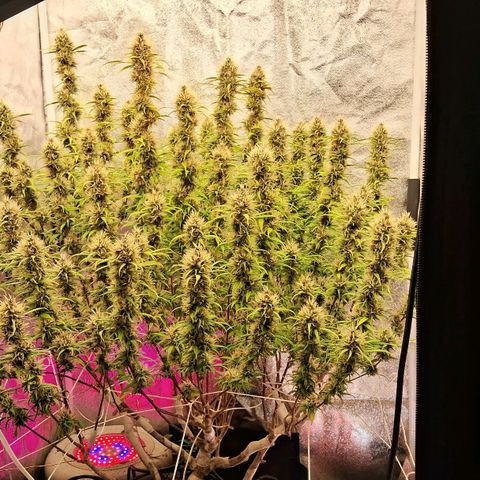 Gaia growlog photo: Buds começaram a engordar , rega complementar com : chorume composteira , B52, melasso 3g/litro : ec 850 ppm 