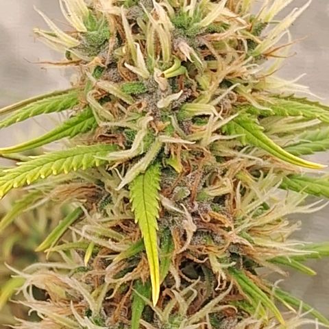 Gaia growlog photo: Começando a engordar e resinar 