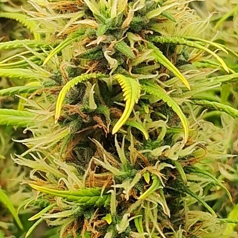 Gaia growlog photo: Começando a engordar e resinar 
