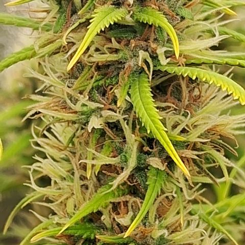 Gaia growlog photo: Começando a engordar e resinar 