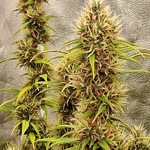 Gaia growlog photo: Começando a engordar e resinar 