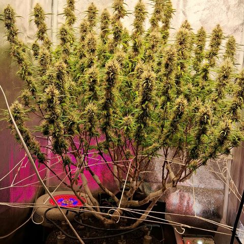 Gaia growlog photo: Os Buds explodiram em crescimento de ontem para hoje .. isto aconteceu ao mesmo tempo em que diminui horas de luz/dia ( 11,0h/ luz/ dia) , para compensar aumentei a intensidade dos leds para 100% ( 320w+240w em cima e lateral ) . Vou avaliar ( talvez precise diminuir ) . Aumentei a concentração do aditivo + chorume : Ec total > 1200ppm 
