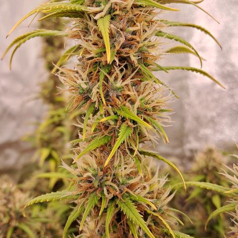 Gaia growlog photo: Os Buds explodiram em crescimento de ontem para hoje .. isto aconteceu ao mesmo tempo em que diminui horas de luz/dia ( 11,0h/ luz/ dia) , para compensar aumentei a intensidade dos leds para 100% ( 320w+240w em cima e lateral ) . Vou avaliar ( talvez precise diminuir ) . Aumentei a concentração do aditivo + chorume : Ec total > 1200ppm 
