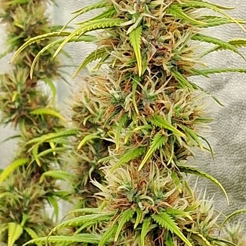 Gaia growlog photo: Os Buds explodiram em crescimento de ontem para hoje .. isto aconteceu ao mesmo tempo em que diminui horas de luz/dia ( 11,0h/ luz/ dia) , para compensar aumentei a intensidade dos leds para 100% ( 320w+240w em cima e lateral ) . Vou avaliar ( talvez precise diminuir ) . Aumentei a concentração do aditivo + chorume : Ec total > 1200ppm 
