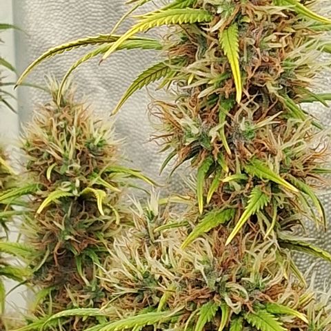 Gaia growlog photo: Rega : melasso + churume + kelps + espirulina + 1/3 folha babosa + 150ppm sulfato magsesio : EC : 1180ppm 