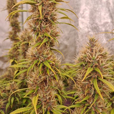 Gaia growlog photo: Rega : melasso + churume + kelps + espirulina + 1/3 folha babosa + 150ppm sulfato magsesio : EC : 1180ppm 