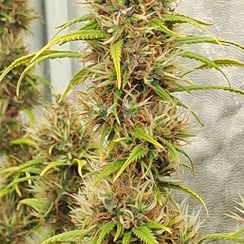 Gaia growlog photo: Rega : melasso + churume + kelps + espirulina + 1/3 folha babosa + 150ppm sulfato magsesio : EC : 1180ppm 