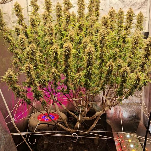 Gaia growlog photo: Rega : melasso + churume + kelps + espirulina + 1/3 folha babosa + 150ppm sulfato magsesio : EC : 1180ppm 