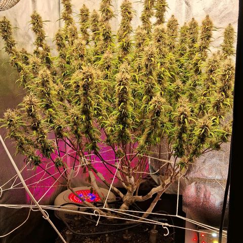 Gaia growlog photo: Aplicação de chá aerado : humus congolo + guano Morcego + açúcares ( extração de flores ) + kelps - em um primeiro momento achei que a planta não respondeu tão bem ao cha ( sinal que a biologia do solo estava trabalhando em harmonia ) . Mas sempre qdo se lanca o cha no solo acontece uma " guerra de micro organismos" os que já estão no solo competem com o novo padrão do fermentado ... normalmemte demora 2-3 dias para tudo se estabilizar e qdo isto acontece o crescimento explode . Mas não sei se foi uma boa estratégia fazer isto na 8a semana ... estou contando que tenho pelo menos 2 semanas pela frente para a planta consumir estes nutrientes extras . Estou trabalhando no limite de over fert  EC : 1100 ppm 