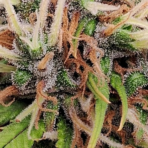 Gaia growlog photo: Aplicação de chá aerado : humus congolo + guano Morcego + açúcares ( extração de flores ) + kelps - em um primeiro momento achei que a planta não respondeu tão bem ao cha ( sinal que a biologia do solo estava trabalhando em harmonia ) . Mas sempre qdo se lanca o cha no solo acontece uma " guerra de micro organismos" os que já estão no solo competem com o novo padrão do fermentado ... normalmemte demora 2-3 dias para tudo se estabilizar e qdo isto acontece o crescimento explode . Mas não sei se foi uma boa estratégia fazer isto na 8a semana ... estou contando que tenho pelo menos 2 semanas pela frente para a planta consumir estes nutrientes extras . Estou trabalhando no limite de over fert  EC : 1100 ppm 