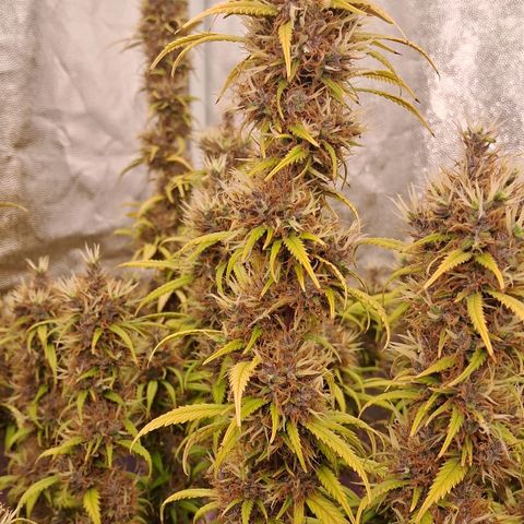 Gaia growlog photo: Buds engordando lateralmente , cheiro intensificando ( lembra maçã verde ) , folhas perdendo cor , Gaia está jogando toda enerfia nos buds . Consumo de água diminuiu para 4l /dia aprox . Rega complementar com melasso + chorume ( composteira flora ) 800 ppm  