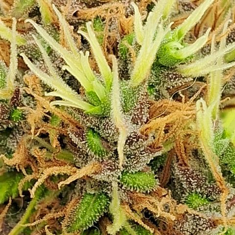 Gaia growlog photo: Buds engordando lateralmente , cheiro intensificando ( lembra maçã verde ) , folhas perdendo cor , Gaia está jogando toda enerfia nos buds . Consumo de água diminuiu para 4l /dia aprox . Rega complementar com melasso + chorume ( composteira flora ) 800 ppm  