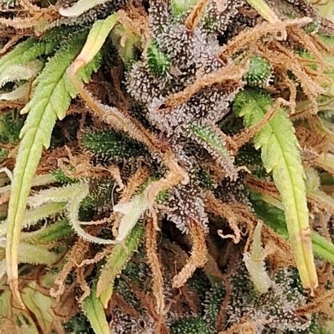 Gaia growlog photo: Buds engordando lateralmente , cheiro intensificando ( lembra maçã verde ) , folhas perdendo cor , Gaia está jogando toda enerfia nos buds . Consumo de água diminuiu para 4l /dia aprox . Rega complementar com melasso + chorume ( composteira flora ) 800 ppm  