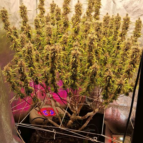 Gaia growlog photo: Buds engordando lateralmente , cheiro intensificando ( lembra maçã verde ) , folhas perdendo cor , Gaia está jogando toda enerfia nos buds . Consumo de água diminuiu para 4l /dia aprox . Rega complementar com melasso + chorume ( composteira flora ) 800 ppm  