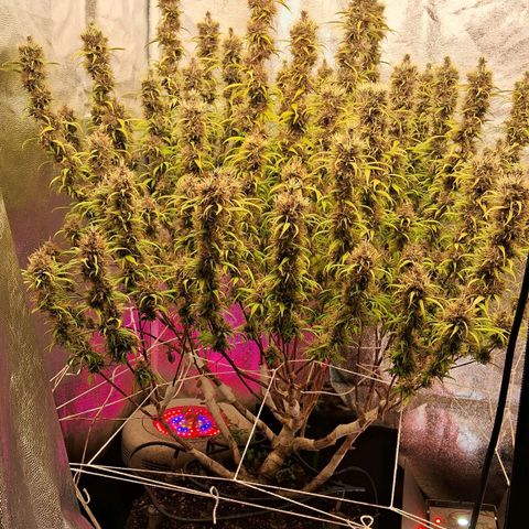 Gaia growlog photo: Buds engordando lateralmente , cheiro intensificando ( lembra maçã verde ) , folhas perdendo cor , Gaia está jogando toda enerfia nos buds . Consumo de água diminuiu para 4l /dia aprox . Rega complementar com melasso + chorume ( composteira flora ) 800 ppm  
