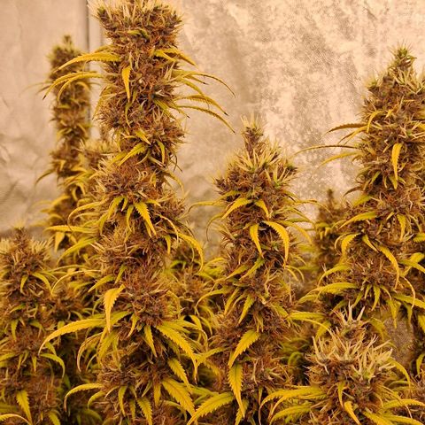 Gaia growlog photo: Buds diminuindo ritmo de crescimento , temperatura fria a noite 16⁰C esta favorecendo mudanca de cor . Calices estao roxeando 