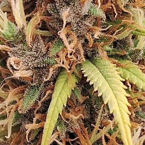 Gaia growlog photo: Buds diminuindo ritmo de crescimento , temperatura fria a noite 16⁰C esta favorecendo mudanca de cor . Calices estao roxeando 
