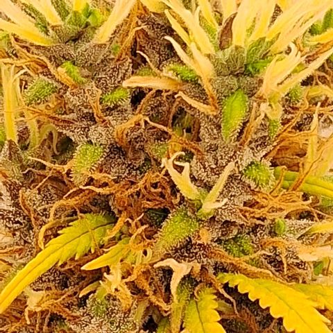 Gaia growlog photo: Buds diminuindo ritmo de crescimento , temperatura fria a noite 16⁰C esta favorecendo mudanca de cor . Calices estao roxeando 