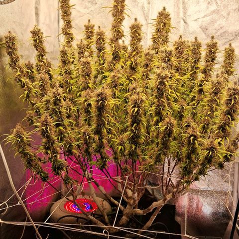Gaia growlog photo: Buds diminuindo ritmo de crescimento , temperatura fria a noite 16⁰C esta favorecendo mudanca de cor . Calices estao roxeando 