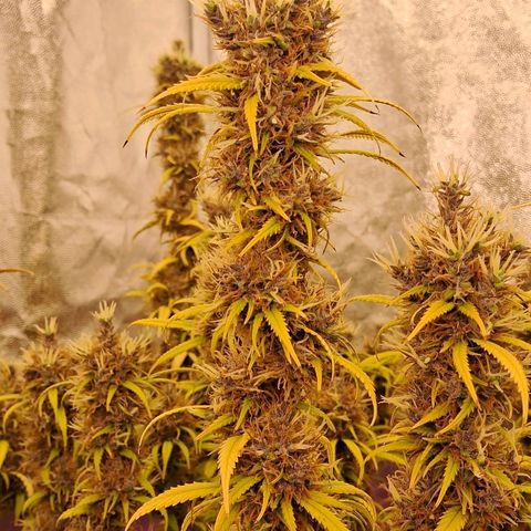 Gaia growlog photo: Buds diminuindo ritmo de crescimento , temperatura fria a noite 16⁰C esta favorecendo mudanca de cor . Calices estao roxeando 