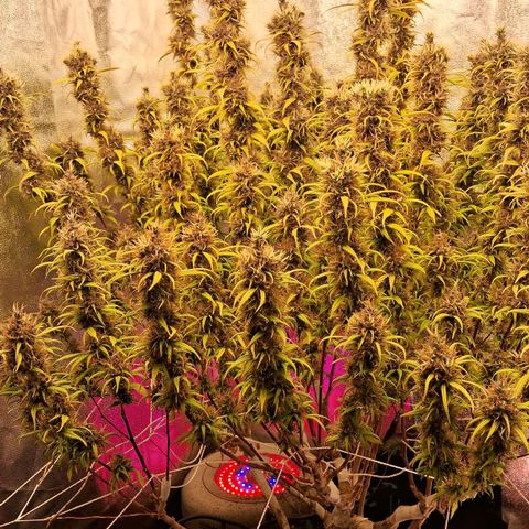 Gaia growlog photo: Buds diminuindo ritmo de crescimento , temperatura fria a noite 16⁰C esta favorecendo mudanca de cor . Calices estao roxeando 