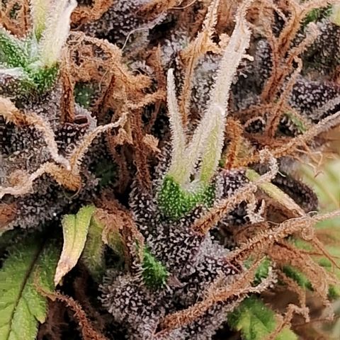Gaia growlog photo: Buds diminuindo ritmo de crescimento , temperatura fria a noite 16⁰C esta favorecendo mudanca de cor . Calices estao roxeando 