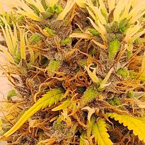 Gaia growlog photo: Buds diminuindo ritmo de crescimento , temperatura fria a noite 16⁰C esta favorecendo mudanca de cor . Calices estao roxeando 