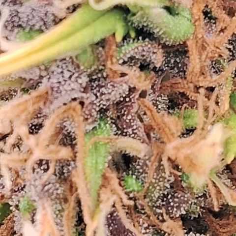 Gaia growlog photo: Buds diminuindo ritmo de crescimento , temperatura fria a noite 16⁰C esta favorecendo mudanca de cor . Calices estao roxeando 