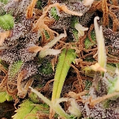 Gaia growlog photo: Buds diminuindo ritmo de crescimento , temperatura fria a noite 16⁰C esta favorecendo mudanca de cor . Calices estao roxeando 