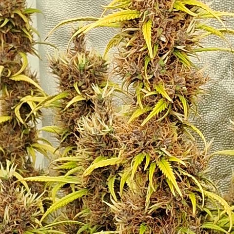 Gaia growlog photo: Buds diminuindo ritmo de engorda , e cálices mudando de cor tonalidade roxa , triclomas estão quase desenvolvidos mas coloração branca ainda . Acho que poucos dias . Vou colher quando começar a iniciar cor ambar 