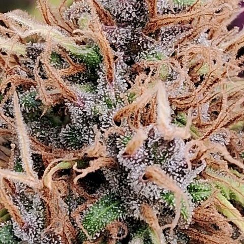 Gaia growlog photo: Buds diminuindo ritmo de engorda , e cálices mudando de cor tonalidade roxa , triclomas estão quase desenvolvidos mas coloração branca ainda . Acho que poucos dias . Vou colher quando começar a iniciar cor ambar 