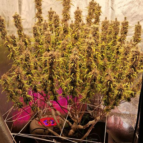 Gaia growlog photo: Buds diminuindo ritmo de engorda , e cálices mudando de cor tonalidade roxa , triclomas estão quase desenvolvidos mas coloração branca ainda . Acho que poucos dias . Vou colher quando começar a iniciar cor ambar 