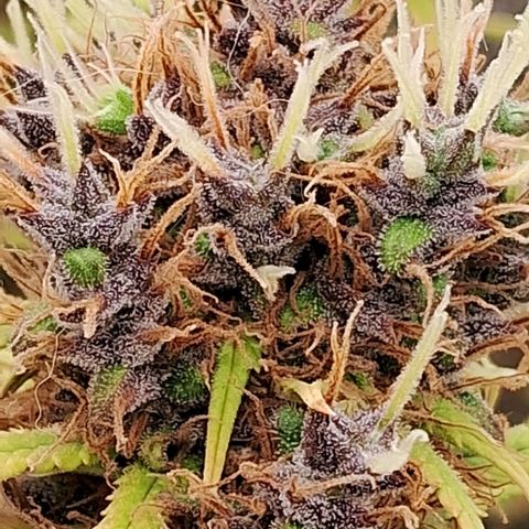 Gaia growlog photo: Último dia de luz 7 hs de luz apenas e foram dormir por 48hs - coincidiu hoje o Pico de Lua Cheia ( Percebi que o amadurecimento dos buds acompanhou e evoluiu o movimento da Lua , possivelmente porque segui sempre que possível o Calendário Lunar para Maior parte das atividades )  Colheita prevista dia 30/SETEMBRO 