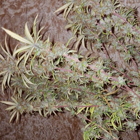 Gaia growlog photo: Colheita