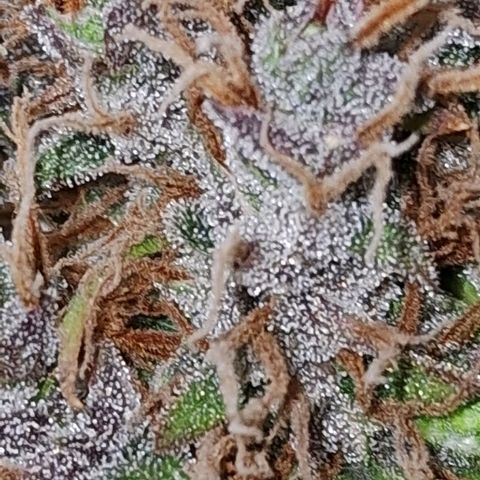 Gaia growlog photo: Colheita
