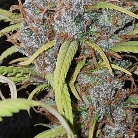 Gaia growlog photo: Colheita