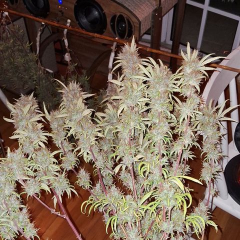 Gaia growlog photo: Colheita