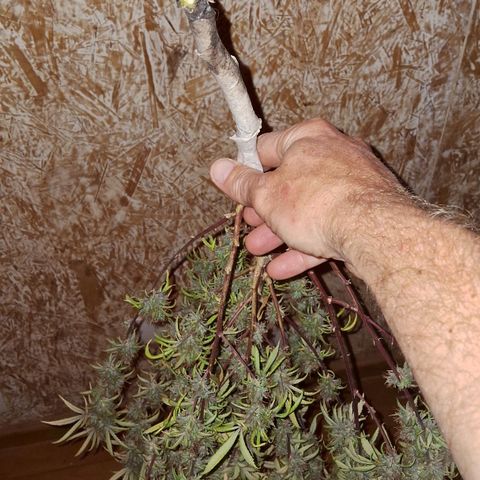 Gaia growlog photo: Colheita