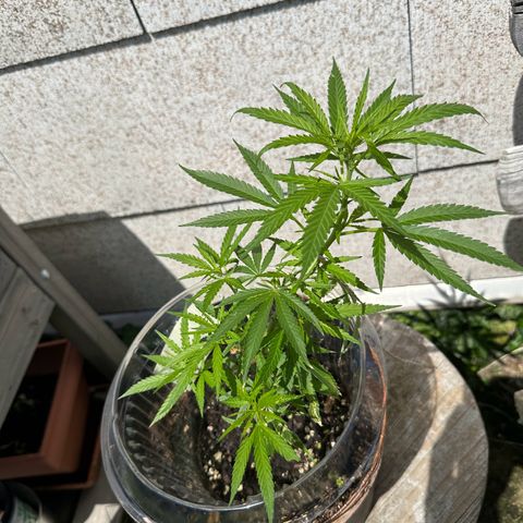 Bruce Banner growlog timeline photo