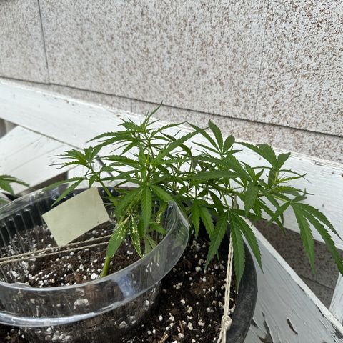 Bruce Banner growlog timeline photo