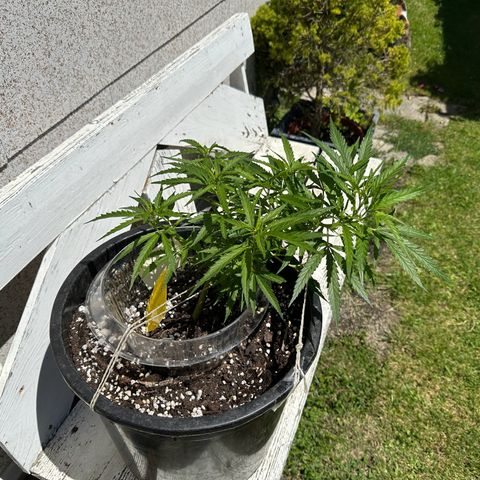 Bruce Banner growlog timeline photo