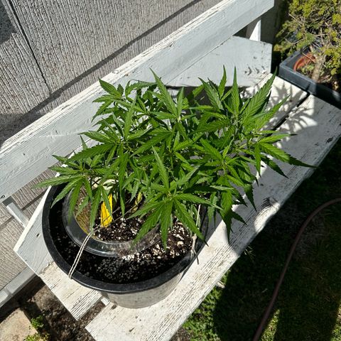 Bruce Banner growlog timeline photo