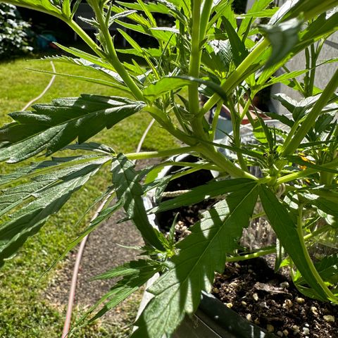 Bruce Banner growlog photo: 2 neue Haupttriebe durch topping