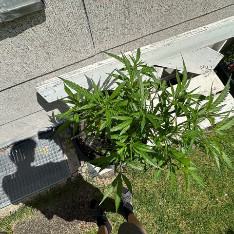 Bruce Banner growlog timeline photo